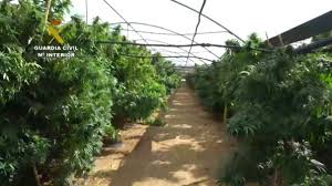 España: Cultivos de marihuana dejan sin luz a miles de vecinos en poblado  de Madrid | RPP Noticias