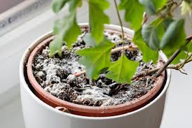 how to treat soil mold planta