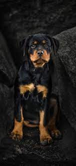 rottweiler iphone wallpapers top free