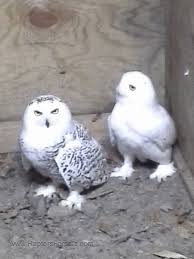 Boreal owl aegolius funereus size: Owl For Sale
