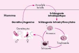 Для просмотра онлайн кликните на видео ⤵. John Libbey Eurotext Hematologie Plasmodium Falciparum Infected Erythrocyte Surface Molecules And Their Role In Malaria Pathogenesis