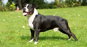 Amstaff #pitbull #boxer a selection of the best videos with dogs amstaff pit bulls and boxer thank you for watching. American Staffordshire Terrier A Muscular Breed With A Surprisingly Affectionate Nature Wag Pet Boutique