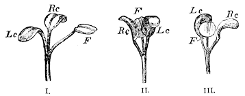 Trifolium strictum – Wikipédia, a enciclopédia livre