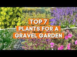 The 7 Best Plants For A Gravel Garden