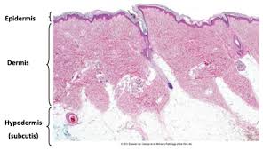 Skin Histology Epidermis And Basement