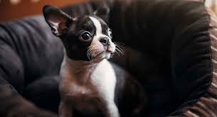 Mini Boston Terrier Is This Cute Dog Right For You