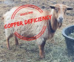 Goats And Copper Deficiency The Thrifty Homesteader