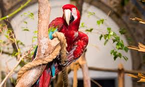 green winged macaw smithsonian s