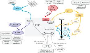 Tpi angelica sets * to get rid of of persuasion related articles. The Return Of Metabolism Biochemistry And Physiology Of The Pentose Phosphate Pathway Stincone 2015 Biological Reviews Wiley Online Library