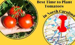 Plant Tomatoes In North Ina