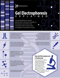 gel electropsis explained modern