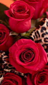 red roses flower love romantic hd
