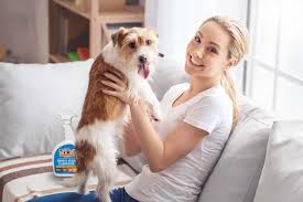 pet stain remover for dog and cat urine