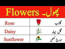 flowers name in english and urdu with