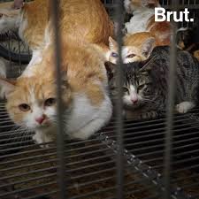 We present you our collection of desktop wallpaper theme: Illegal Cat Meat Trade Is Thriving In Vietnam Brut