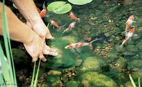 how to treat and control pond algae