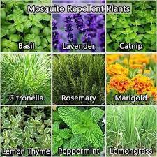 Mosquito Repellent Plants Mosquito