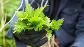 Image result for are nettle roots edible