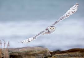 Image result for snowy owl in flight