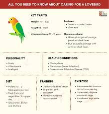caring for a lovebird in singapore