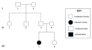 Solved Review The Following Pedigree Chart For An Inherit