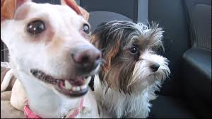 Uber has made the days of standing on busy street corners, sometimes in lousy weather, to hail a cab nearly obsolete. Socal Uber Driver Surprises Passengers With Puppies While Promoting Pet Adoption Abc7 San Francisco