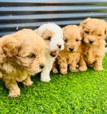 toy poodle male in melbourne region
