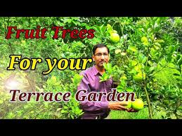 Growing Fruit Trees In Container Or