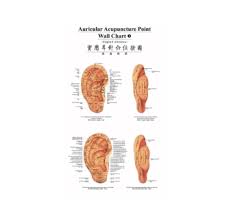 Auricular Acupuncture Point Wall Chart English Chinese