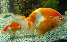 Best Tankmates For Goldfish Advanced Aquarium Concepts