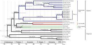 Timetree Of Rodents And Outgroups Beavers Share A Common