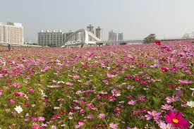 British socialites have jetted off to the continent to soak up some sun. Sea Of Flowers Taiwan Sunshine Sports Park Flower Nature Flowering Plant Architecture Built Structure Plant City Pxfuel