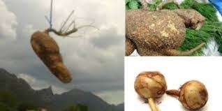 Image result for ஆகாச கருடன் கிழங்கு