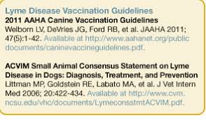 Vaccinating Dogs Against Lyme Disease Two Points Of View