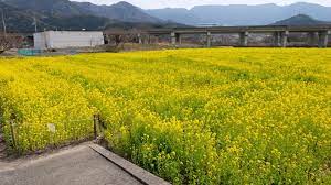 見奈良お花畑の菜の花2022～開花状況や様子を紹介します＠東温市 - ゆりママんブログ