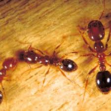 fire ants in hemp alabama cooperative
