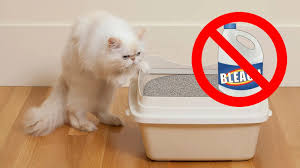 bleach is harmful to cats purrfect love