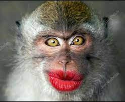 can monkey do makeup brainly in