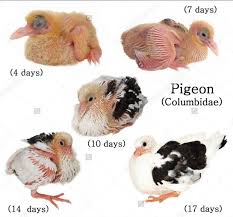 Baby Pigeons Other Name Squabs Pigeon Baby Normally Takes