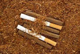 Les étapes préliminaires avant de porter le cigare à la. Cigare Vs Cigarette Les Taux De Nicotine Delivres Ne So Top Sante