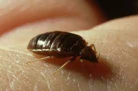 Expert Warns Bedbug Infestations Rise