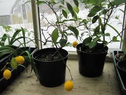 Dwarf Citrus Trees In Containers