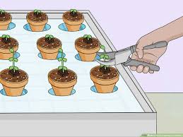 how to build a hydroponic garden with