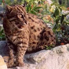 Pair this with a cheap dry weight loss food and. Fishing Cat Facts Big Cat Rescue