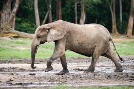 Referat elefant bilderzum ausmalen : Afrikanischer Elefant Und Waldelefant