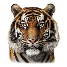 original tiger face 23962517 png