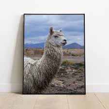 llama colca canyon peru painting by