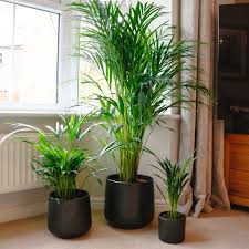 Areca Palm Dypsis Lutescens Buy