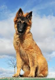 premium photo puppy belgian shepherd