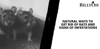 Natural Ways To Get Rid Of Rats And